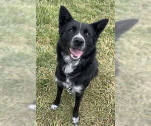 Border Collie Dogs for adoption in Highland, IL, USA