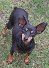 Medium Photo #1 Miniature Pinscher Puppy For Sale in PIPE CREEK, TX, USA