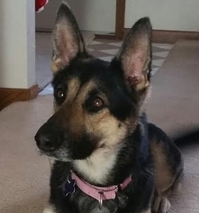 German Shepherd Dog Dogs for adoption in Fargo, ND, USA