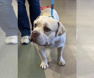 American Bulldog-Unknown Mix Dogs for adoption in Upland, CA, USA