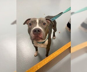 Mutt Dogs for adoption in St. Cloud, FL, USA