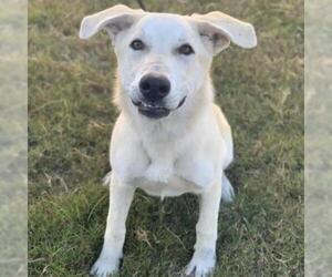 Mutt Dogs for adoption in Wadena, MN, USA