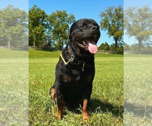 Rottweiler Dogs for adoption in Stanhope, NJ, USA