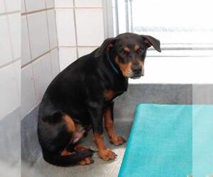 Shepweiller Dogs for adoption in San Antonio, TX, USA