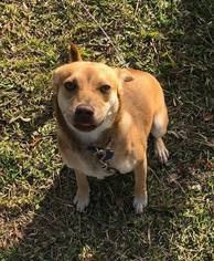 Red Heeler-Unknown Mix Dogs for adoption in Boerne, TX, USA