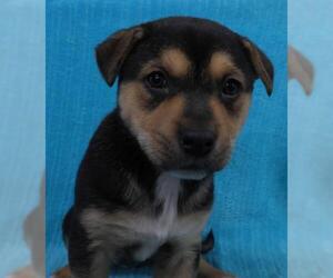 Mutt Dogs for adoption in Thief River Falls, MN, USA