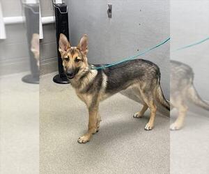 German Shepherd Dog-Unknown Mix Dogs for adoption in Las Vegas, NV, USA