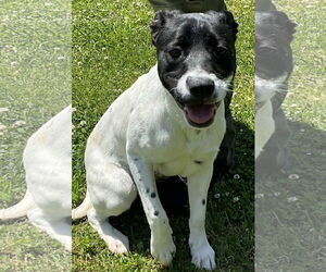 Pointer-Unknown Mix Dogs for adoption in Newfoundland, PA, USA