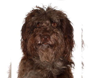 Labradoodle Dogs for adoption in Oakland Park, FL, USA
