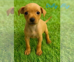 Chiweenie Dogs for adoption in San Diego , CA, USA