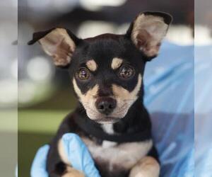 Chihuahua-Unknown Mix Dogs for adoption in San Antonio, TX, USA