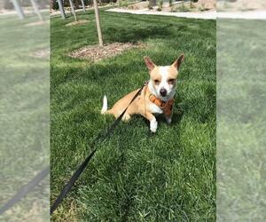 Pembroke Welsh Corgi-Unknown Mix Dogs for adoption in Colorado Springs, CO, USA