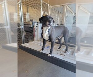 Pointer Dogs for adoption in Globe, AZ, USA