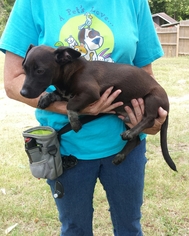 Medium Photo #1 Dachshund-Unknown Mix Puppy For Sale in Livingston, TX, USA