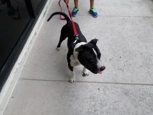 Staffordshire Bull Terrier Dogs for adoption in West Palm Beach, FL, USA