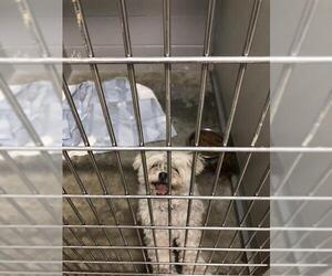 Maltese Dogs for adoption in Pierceton , IN, USA