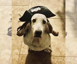Basset Hound Dogs for adoption in Houston, TX, USA