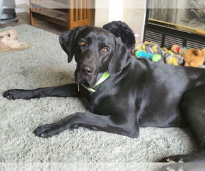 Labrador Retriever Dogs for adoption in Clovis, CA, USA