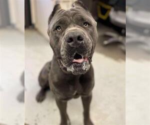 Mutt Dogs for adoption in Stockton, CA, USA