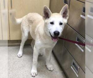 Siberian Husky Dogs for adoption in Riverside, CA, USA