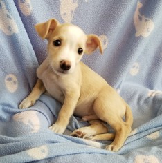 Jack Russell Terrier-Unknown Mix Dogs for adoption in Stockton, CA, USA