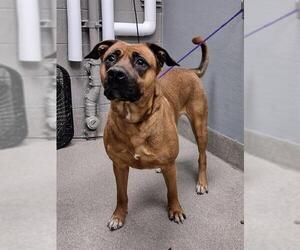 Rhodesian Ridgeback-Unknown Mix Dogs for adoption in Las Vegas, NV, USA