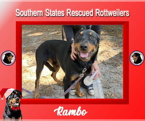 Rottweiler-Unknown Mix Dogs for adoption in White Hall, AR, USA