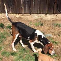 Treeing Walker Coonhound Dogs for adoption in Grayson, KY, USA