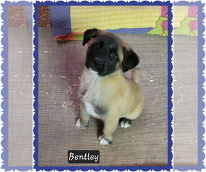 Mutt Dogs for adoption in Granbury, TX, USA