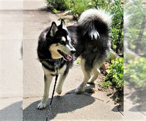 Siberian Husky Dogs for adoption in Minneapolis, MN, USA