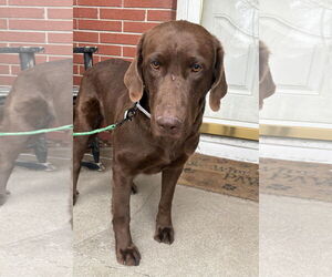 - Mix Dogs for adoption in Omaha, NE, USA