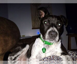 American Pit Bull Terrier-Unknown Mix Dogs for adoption in Macon, MO, USA