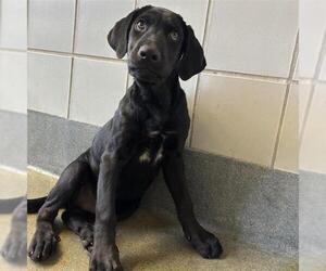 Labrador Retriever-Unknown Mix Dogs for adoption in San Antonio, TX, USA