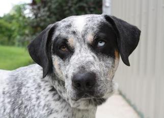 Mutt Dogs for adoption in Menominee, MI, USA