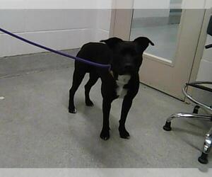 American Pit Bull Terrier-Unknown Mix Dogs for adoption in Fort Collins, CO, USA