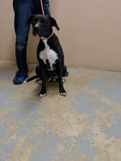 Pointer Dogs for adoption in Trenton, MO, USA