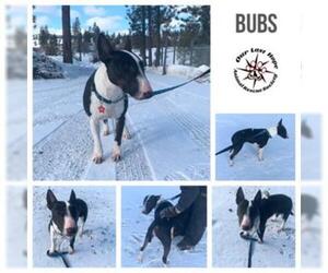 Bull Terrier Dogs for adoption in Princeton, British Columbia, Canada