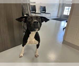 American Pit Bull Terrier-Unknown Mix Dogs for adoption in Ocala, FL, USA