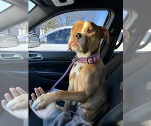 Bullboxer Pit Dogs for adoption in Jacksonville, NC, USA