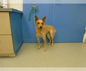 Australian Cattle Dog Dogs for adoption in Pueblo, CO, USA