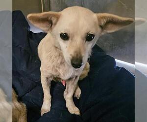Chihuahua Dogs for adoption in Camarillo, CA, USA