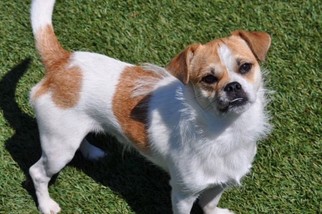 Small Brussels Griffon