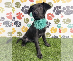 Labrador Retriever-Unknown Mix Dogs for adoption in Corona, CA, USA