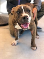 Bullypit Dogs for adoption in Fresno, CA, USA