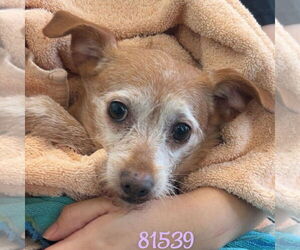 Chihuahua-Unknown Mix Dogs for adoption in Chico, CA, USA