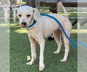 Maltese-Unknown Mix Dogs for adoption in Downey, CA, USA