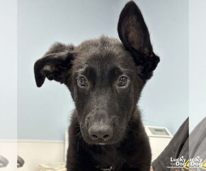 German Shepherd Dog-Unknown Mix Dogs for adoption in Washington, DC, USA