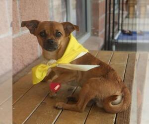 Pug-Unknown Mix Dogs for adoption in San Antonio, TX, USA