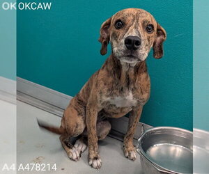 Mutt Dogs for adoption in Oklahoma City, OK, USA
