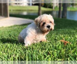 Shih Tzu Dogs for adoption in Plantation, FL, USA